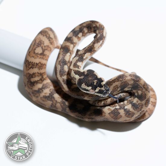 Hypo (Paradox) het Albino female