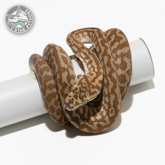 Hypo Caramel Zebra het Axanthic female