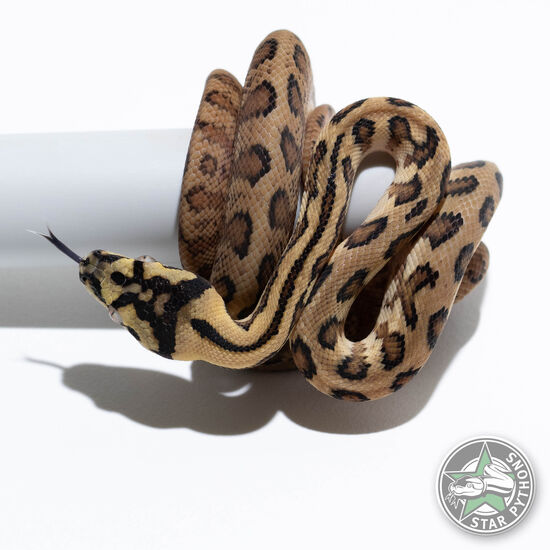 Jaguar double het Albino Granite male