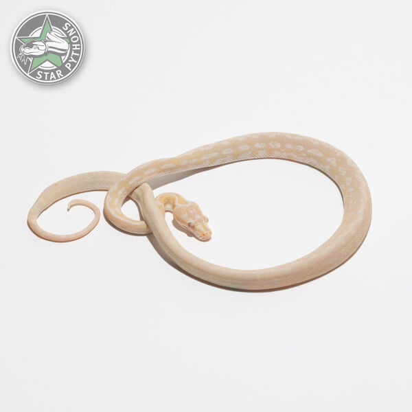 Snow het Granite female