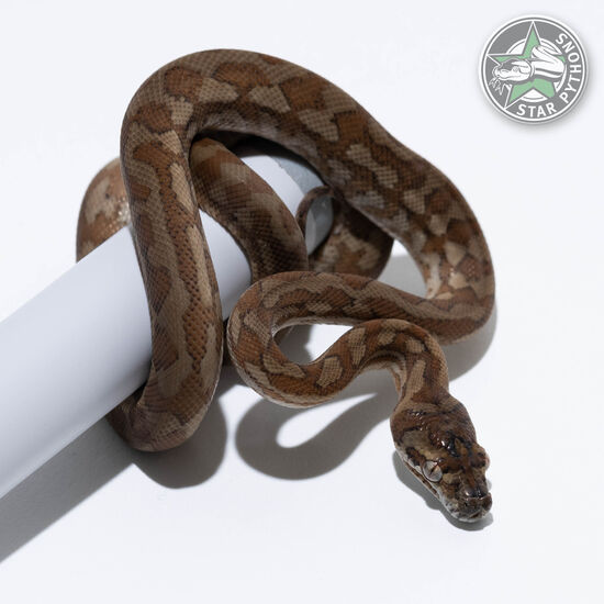 Hypo Caramel het Axanthic female